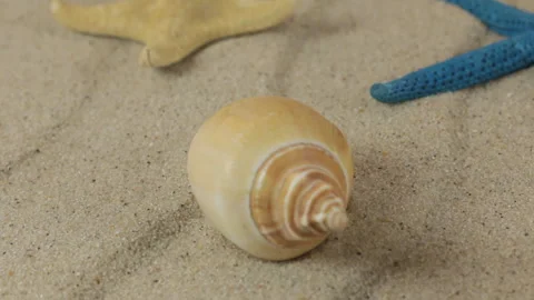 Rotations of sea shells and sea stars lying on the sand. Close-up. Stock Footage 86902270
