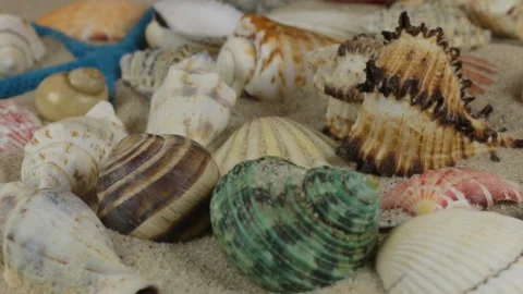Rotations of sea shells and sea stars lying on the sand. Close-up. Stock Footage 86902336
