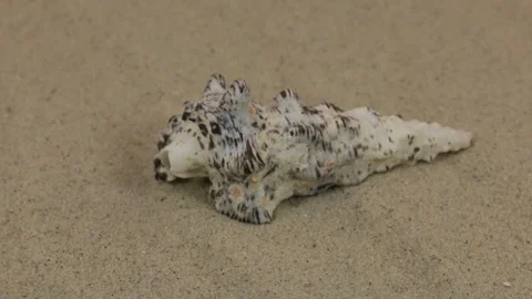Rotations of the seashell lying on the dunes. Beauty in nature. Stock Footage 88394079