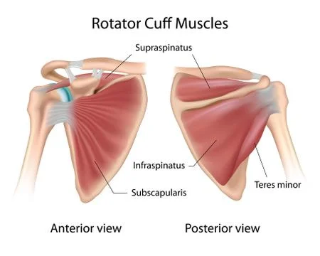 Rotator cuff muscles Stock Illustration