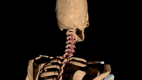 Rotators Muscles of the Spine on Skeleton Video stock 128963384
