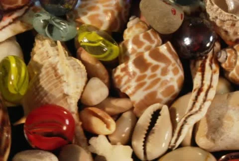 Rotatory sea-shells loop Video stock 10735219