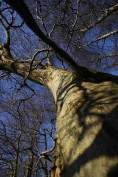 Rotbuche Stock Photos