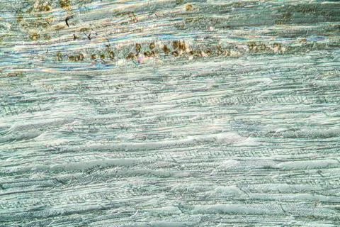 Rotbuche Stock Photos