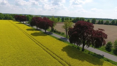Rotbuchen am Rapsfeld Flug mit Drohne - European beeches at a rape plant field Stock Footage 76436232