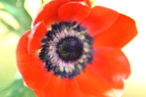 Rote Anemone Stock Photos