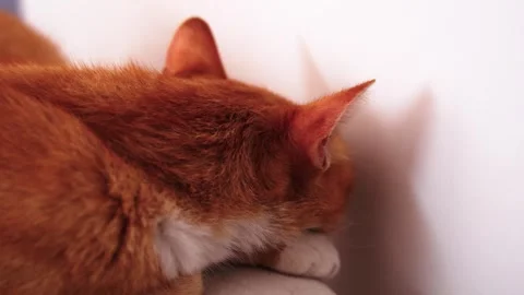 Rote Katze schläft Stock Footage 253020888