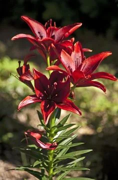 Rote Lilien Stock Photos