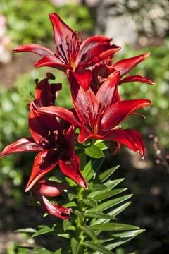Rote Lilien Stock Photos
