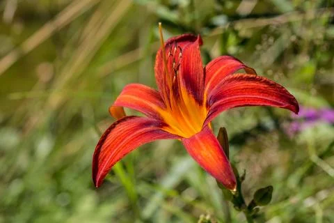 Rote Lilienblte Stock Photos
