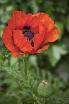 Rote Mohnblüte Stock Photos