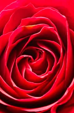 Rote rose Stock Photos