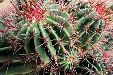 Rote Stacheln Stock Photos