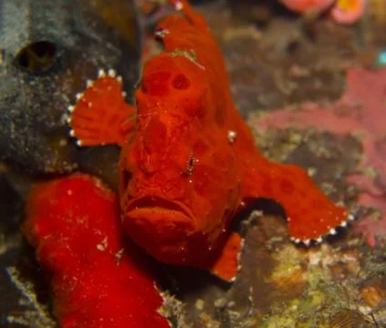 Roter Anglerfisch Stock Photos