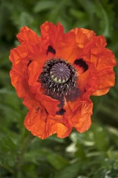 Roter Mohn Stock Photos