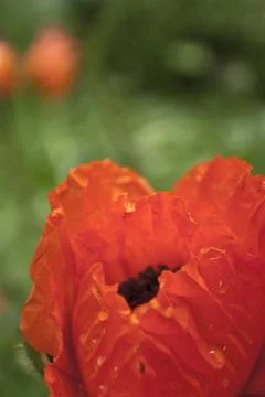Roter Mohn Stock Photos