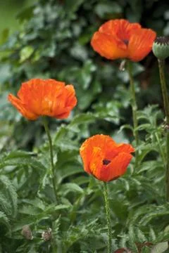 Roter Mohn Stock Photos