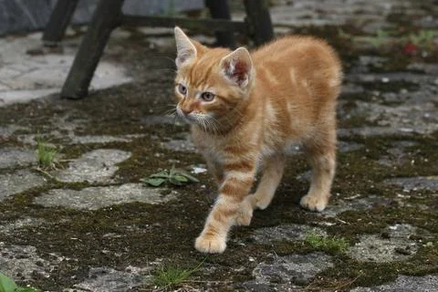 Rotes Katzenkind rotes Katzenkind Copyright: xZoonar.com/AntjexLindert-Rot... Fotos Stock