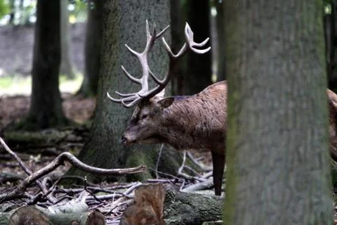 Rothirsch Stock Photos