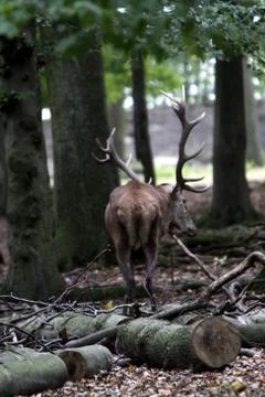 Rothirsch Stock Photos