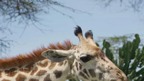 Rothschild Giraffe Eating Cactus Close Up Stock Footage 327690625