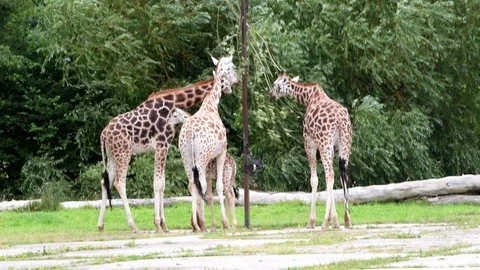 Rothschild Giraffe eating Stock Footage 112829678