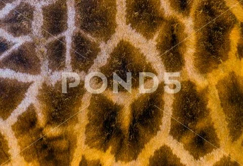 Rothschild's giraffe body fur pattern in macro closeup, safari animal backgro Stock Photos