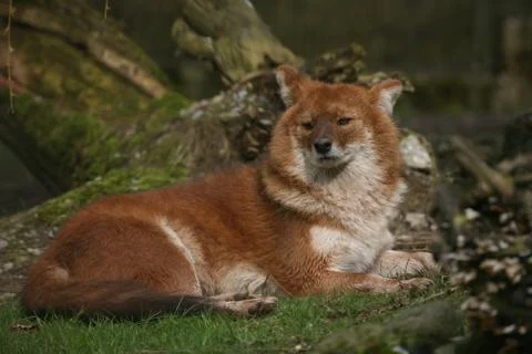 Rothund Stock Photos