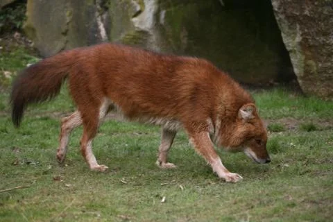 Rothund Stock Photos