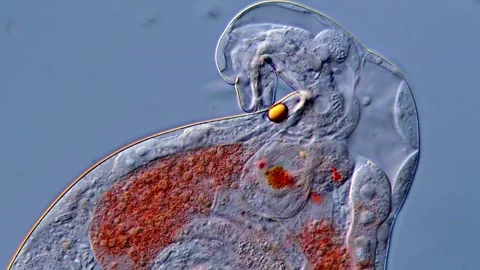 Rotifer (400x magnification), DIC microscope 库存影片 310312623