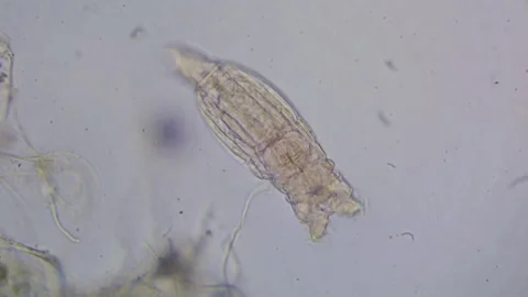 Rotifer feeding in aquatic environment Stock Footage 134365330
