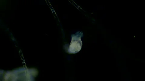 Rotifer Stock-Footage 156509285