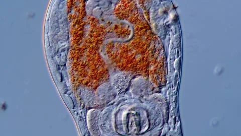 Rotifer 库存影片 310312669