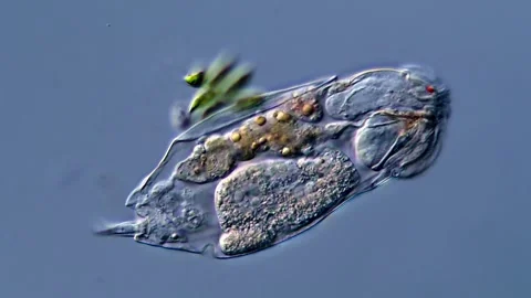 Rotifer 库存影片 310312859