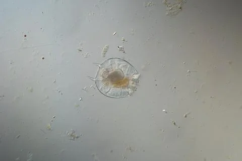 Rotifer foraging Stock Photos