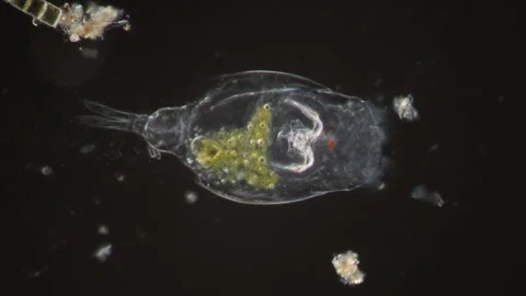 Rotifer foraging in the stream 200x 库存影片 338288788
