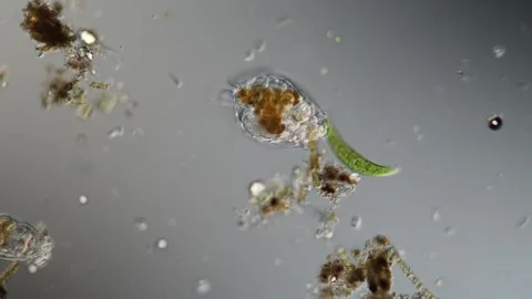 Rotifer foraging in the stream 200x 库存影片 339484120