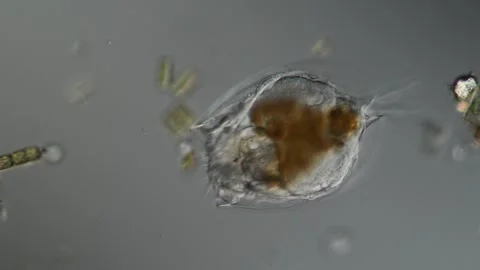 Rotifer foraging in the stream 200x 库存影片 339484820