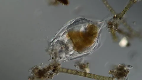 Rotifer foraging in the stream 200x 库存影片 339484941
