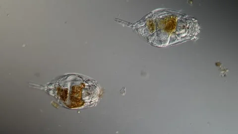 Rotifer foraging in the stream 200x 库存影片 339487986