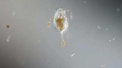 Rotifer foraging in the stream 200x 库存影片 340405430