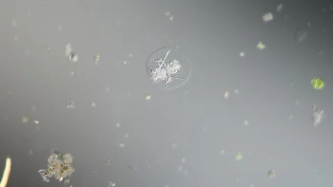 Rotifer foraging in the stream 200x 库存影片 340518719