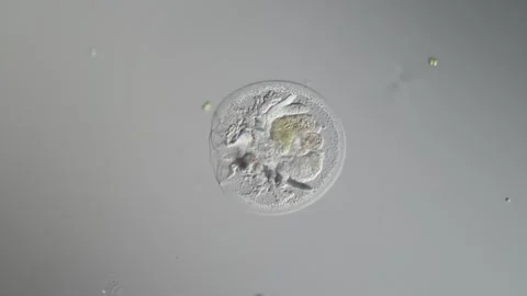 Rotifer foraging in the stream 200x 库存影片 340518795