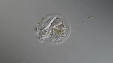 Rotifer foraging in the stream 200x Stock Photos