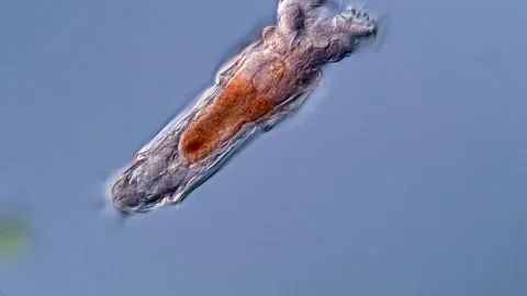 Rotifer microorganism 库存影片 310309887