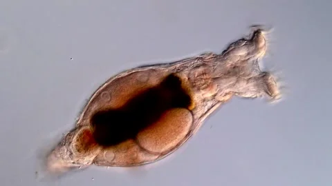 Rotifer microorganism 库存影片 310646233