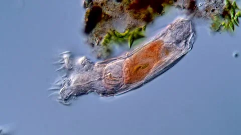Rotifer microorganism, Rotifera under the microscope Vidéo 310309993