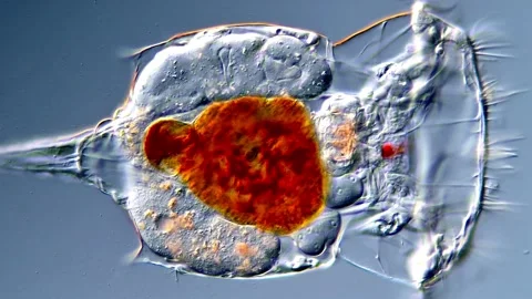 Rotifer microorganism under DIC microscope 스톡 동영상 317005722