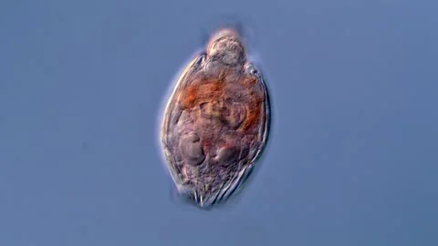Rotifer microorganism under microscopy view 스톡 동영상 310312265