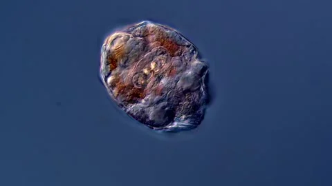 Rotifer microorganism under microscopy view 스톡 동영상 310313572